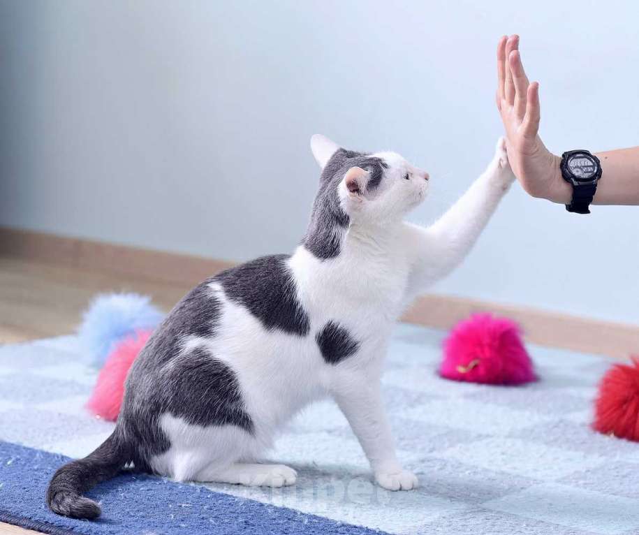 Кошки в Москве: Спокойный и нежный кот Лютик в добрые руки Мальчик, Бесплатно - фото 5