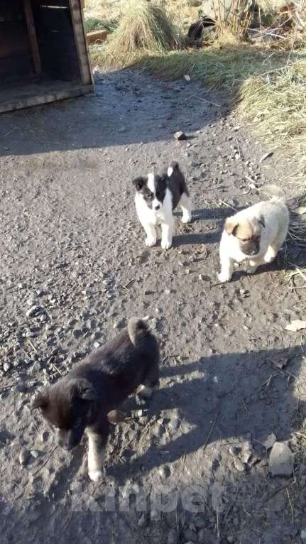 Собаки в Мыске: Щенок лайки Девочка, 800 руб. - фото 3