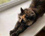 Кошки в Малоархангельске: Ласковая и Стерилизованная кошка, Бесплатно - фото 6