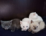 Кошки в Первоуральске: Отдам котят пушистых в добрые руки  Мальчик, 5 руб. - фото 1