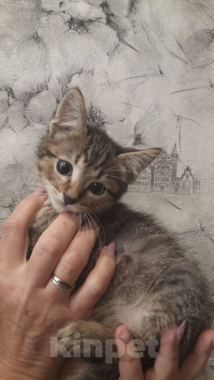 Кошки в Воронеже: Отдам котёнка в добрые руки Мальчик, Бесплатно - фото 2