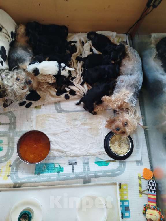 Собаки в Саратове: Щенки йорка Мальчик, 20 000 руб. - фото 3