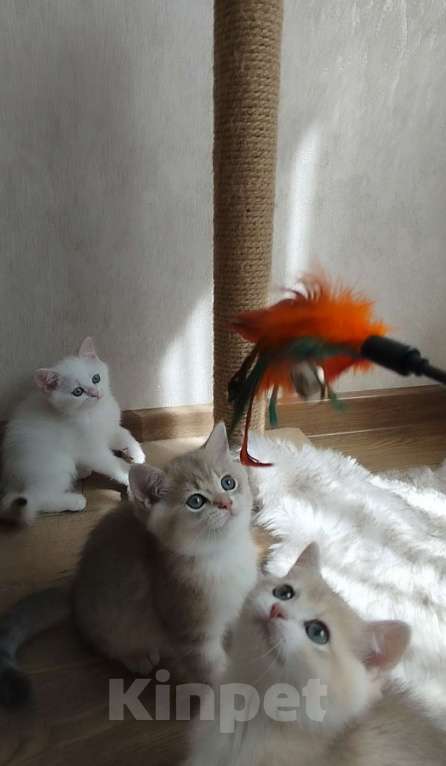 Кошки в Ставрополе: Британская золотая шиншилла (девочка) Девочка, 70 000 руб. - фото 3