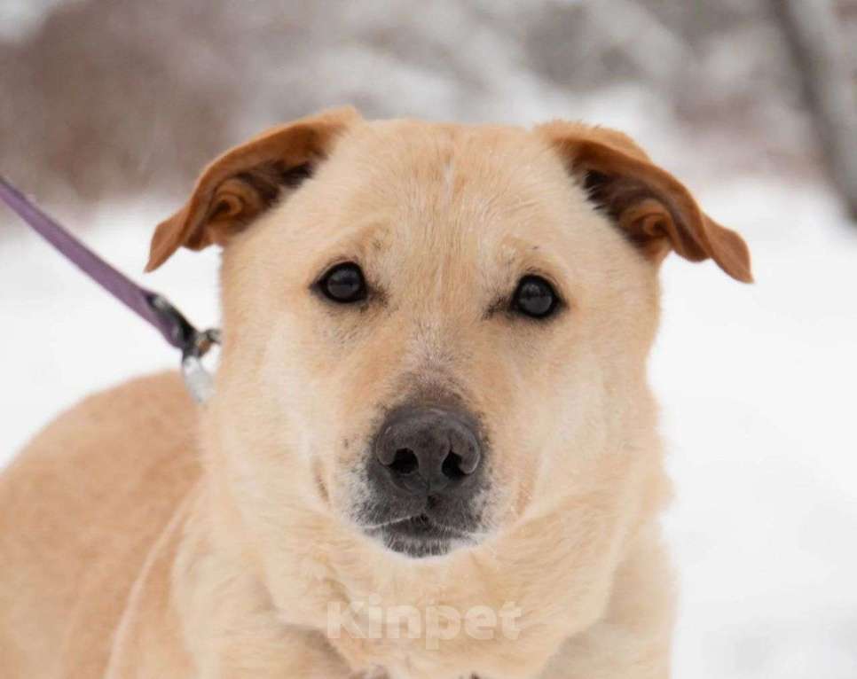 Собаки в Москве: Карамелька, 6 лет Девочка, Бесплатно - фото 3