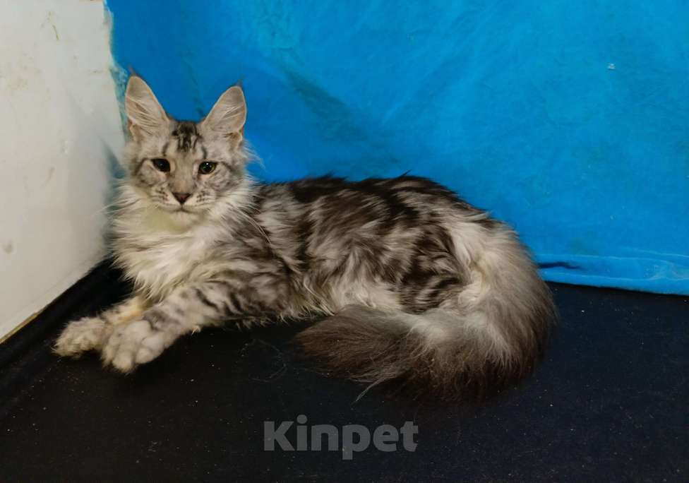 Кошки в Москве: Котёнок мейн-кун девочка почти 9 мес Девочка, 25 000 руб. - фото 1