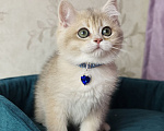 Кошки в Москве: Британский котенок Мальчик, 39 000 руб. - фото 4