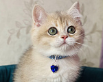 Кошки в Москве: Британский котенок Мальчик, 39 000 руб. - фото 4