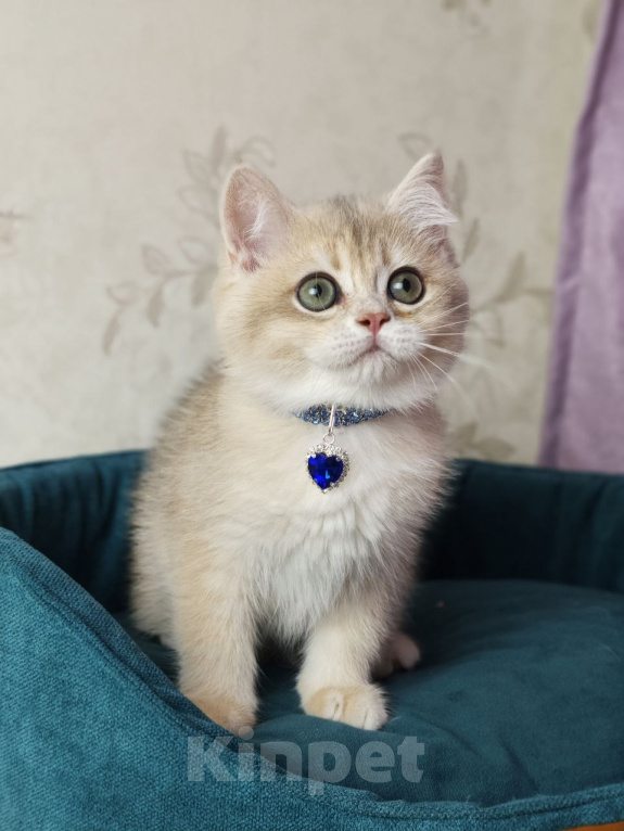 Кошки в Москве: Британский котенок Мальчик, 39 000 руб. - фото 4