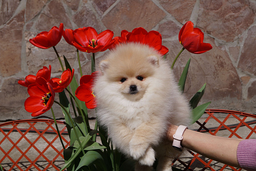 Объявление:  Чудесный щенок- померанец, 30 000 руб., Москва