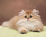 Кошки в Москве: Британский длинношерстный золотой малыш Мальчик, 90 000 руб. - фото 4