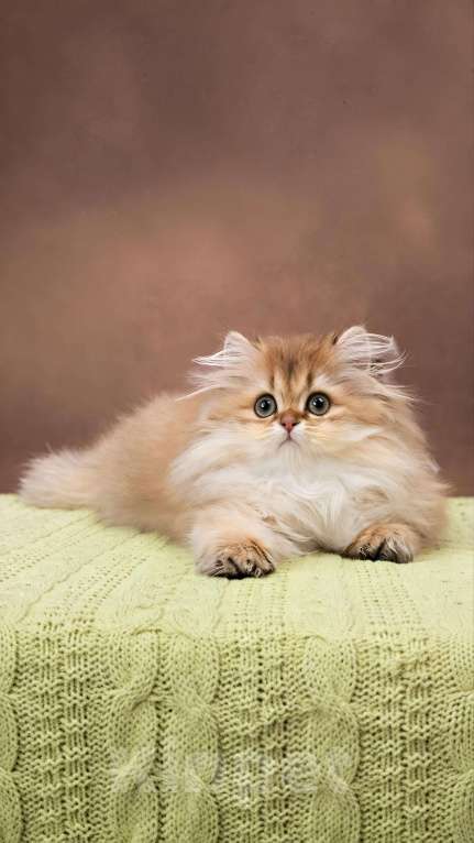 Кошки в Москве: Британский длинношерстный золотой малыш Мальчик, 90 000 руб. - фото 4