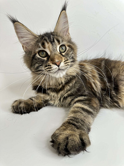 Мейн-кун котенок