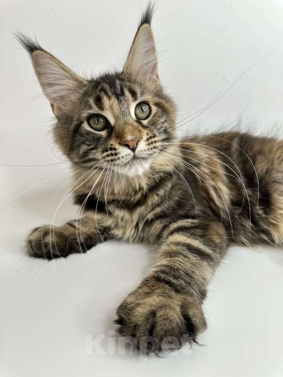 Кошки в Москве: Мейн-кун котенок Девочка, 25 000 руб. - фото 1