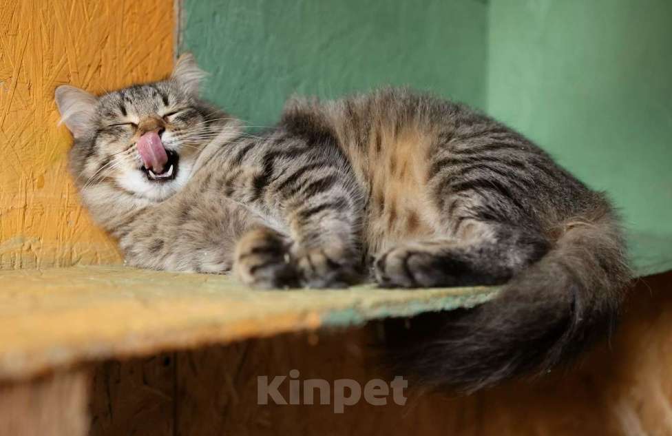 Кошки в других городах Московской области: Степашка ищет дом Мальчик, Бесплатно - фото 4