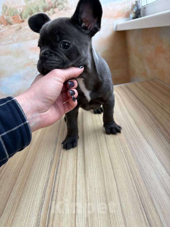 Собаки в Новочебоксарске: Французский бульдог, щенок Фрэнк Мальчик, 100 000 руб. - фото 4