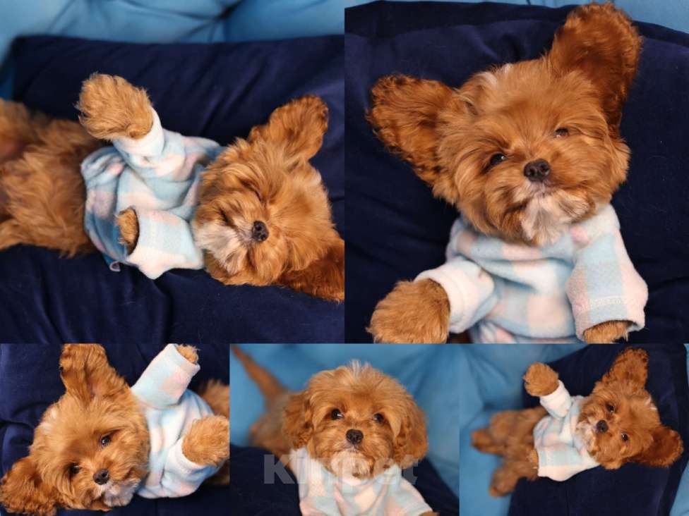 Собаки в Твери: Кавапу f1 Фанти Мальчик, Бесплатно - фото 1