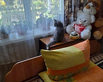 Кошки в Твери: Задумчивая Дор Блю ищет добрые руки Девочка, Бесплатно - фото 2