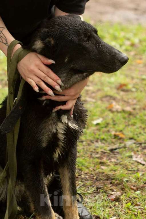 Собаки в Санкт-Петербурге: Умный и симпатичный щенок-подросток ищет дом Мальчик, Бесплатно - фото 6