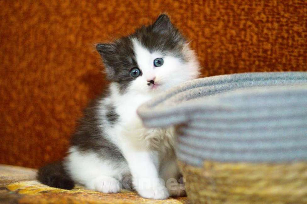 Кошки в Санкт-Петербурге: сибирские котята из питомника Мальчик, 30 000 руб. - фото 5