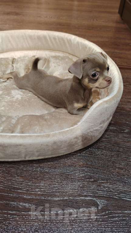 Собаки в Мичуринске: Продам мини чихуахуа  Мальчик, 50 000 руб. - фото 1