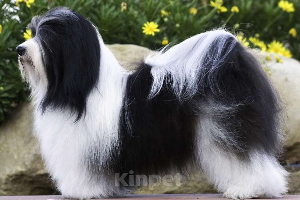 Собаки в Москве: Очаровательные щенки гаванского бишона Девочка, 80 000 руб. - фото 1