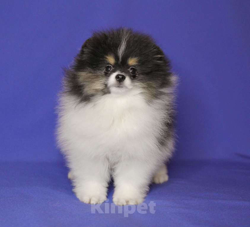 Собаки в Люберцах: Девочка шпица, триколорка Девочка, 70 000 руб. - фото 2