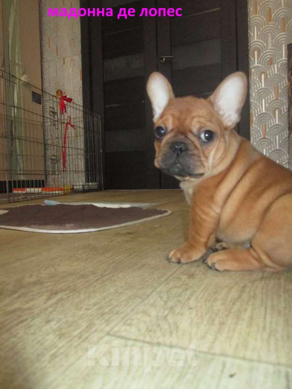 Собаки в Чехове: Щенки французского бульдога Девочка, 60 000 руб. - фото 4