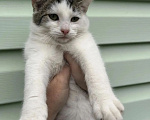 Кошки в Калуге: Котёнок Девочка, Бесплатно - фото 3