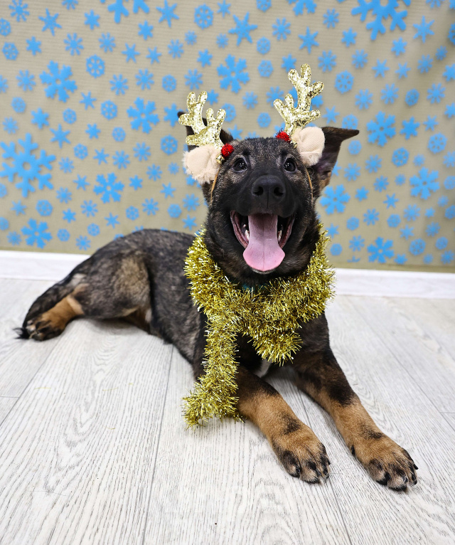 Собаки в Москве: Щенки бесплатно в Москве Девочка, Бесплатно - фото 5