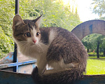 Кошки в Абакане: Котёнок ищет хозяина  Мальчик, Бесплатно - фото 1