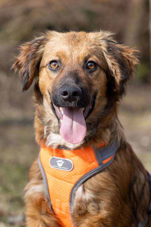 Собаки в Москве: Ищем Рэму новый дом Мальчик, Бесплатно - фото 2