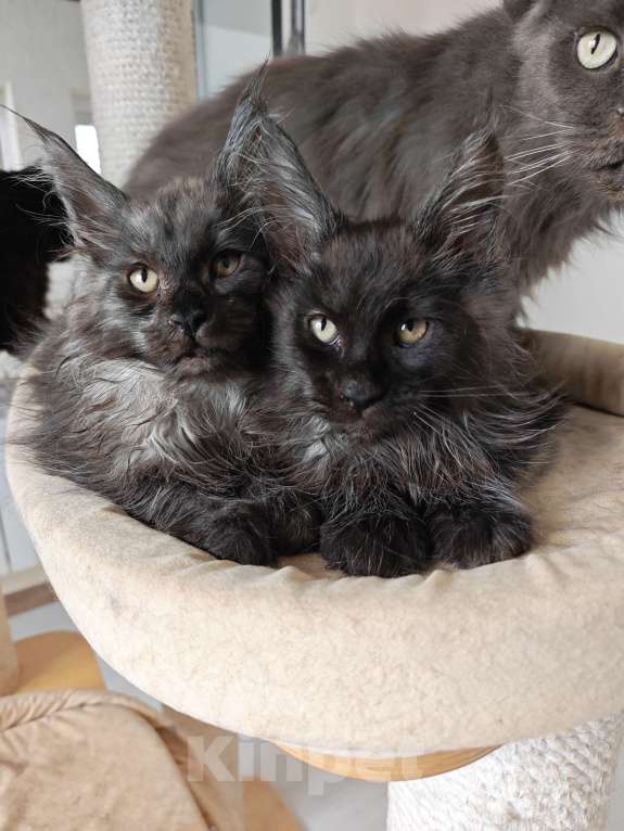 Кошки в Павловском Посаде: Мейн-кун мальчик 2 месяца Мальчик, 37 000 руб. - фото 5