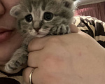 Кошки в Москве: Шотландский вислоухий котёнок Девочка, 4 000 руб. - фото 3