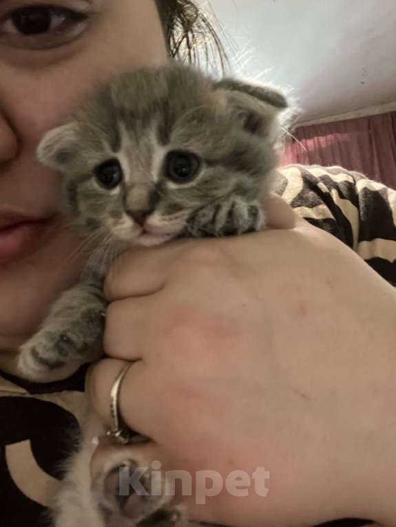 Кошки в Москве: Шотландский вислоухий котёнок Девочка, 4 000 руб. - фото 3