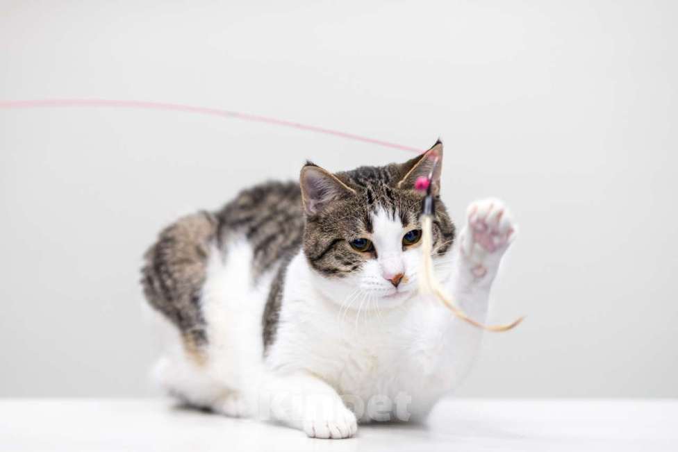 Кошки в Москве: котенок Дворжик в добрые руки Мальчик, Бесплатно - фото 5