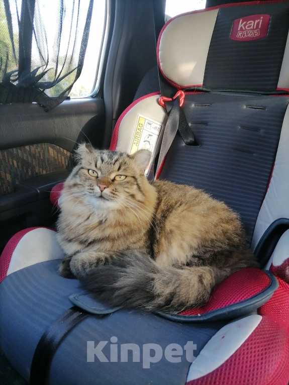 Кошки в Иркутске: Сибирский кот Мальчик, 3 000 руб. - фото 2