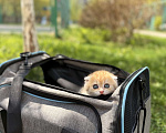Кошки в Домодедово: 🐾 КОТЯТА ПОРОДЫ СКОТИШ-ФОЛД! 🐾 Разнополые, 35 000 руб. - фото 4