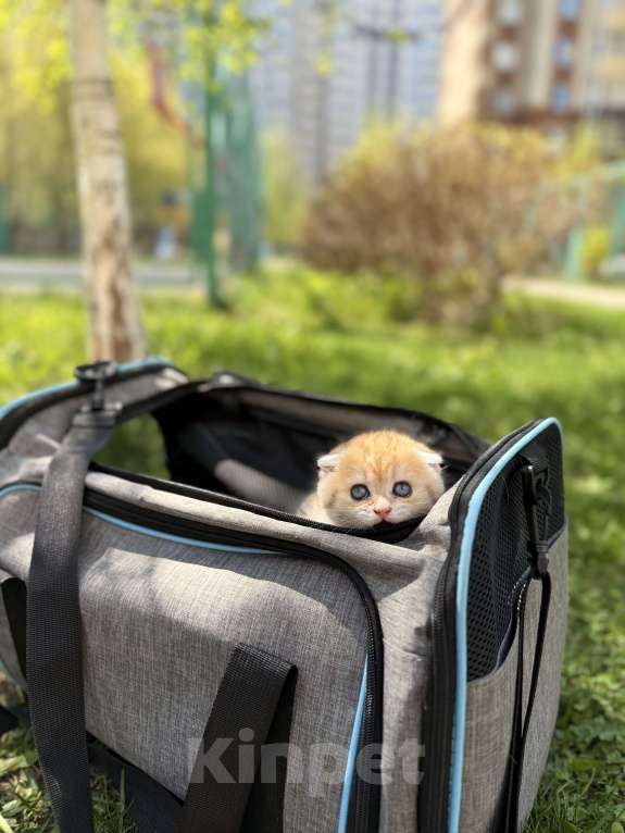 Кошки в Домодедово: 🐾 КОТЯТА ПОРОДЫ СКОТИШ-ФОЛД! 🐾 Разнополые, 35 000 руб. - фото 4