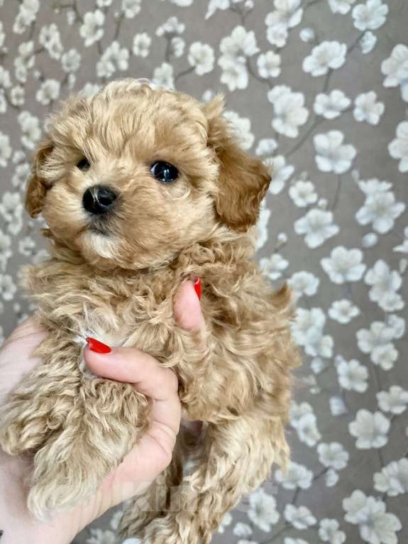 Собаки в Москве: Мальтипу девочка 2 месяца  Девочка, 200 000 руб. - фото 1