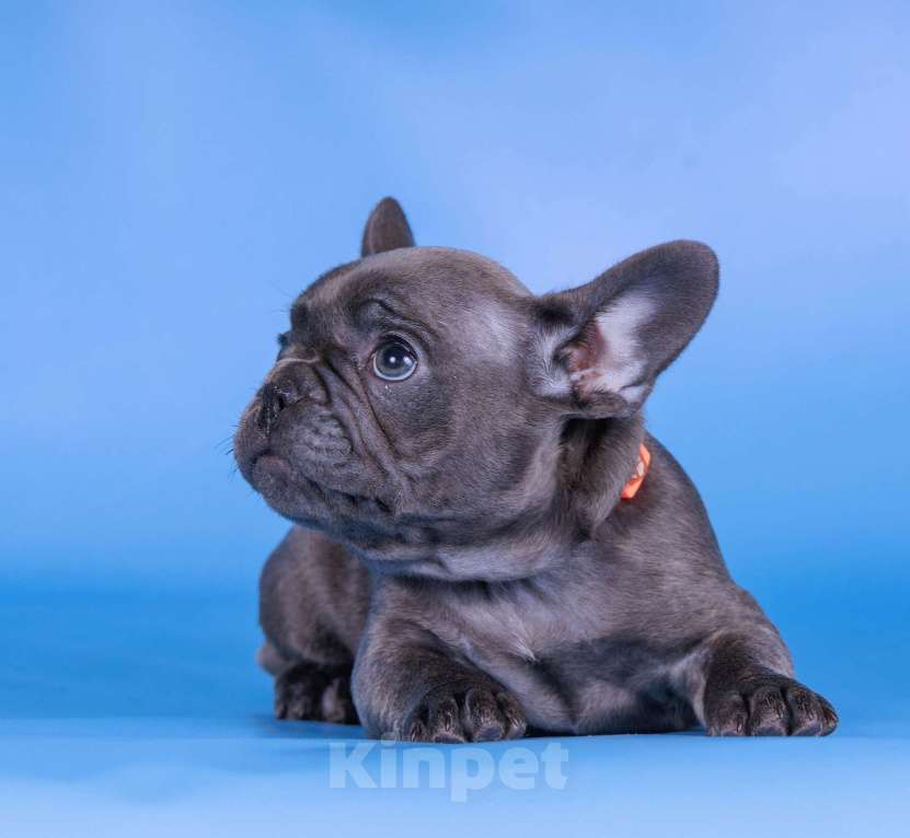 Собаки в Москве: Французкий бульдог Девочка, 70 000 руб. - фото 1