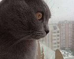Кошки в Москве: Продам за небольшую плату кота в хорошие, добрые руки Мальчик, 3 000 руб. - фото 5