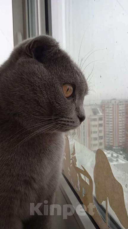 Кошки в Москве: Продам за небольшую плату кота в хорошие, добрые руки Мальчик, 3 000 руб. - фото 5