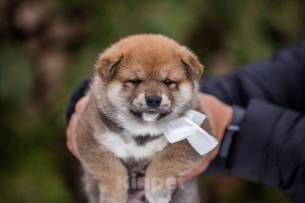 Собаки в Москве: Щенки сиба питомник  KuranDOGS Мальчик, 70 000 руб. - фото 5