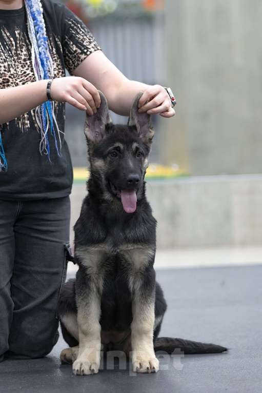 Собаки в Челябинске: Нота Протеста из Третьяковской галереи Девочка, 45 000 руб. - фото 3