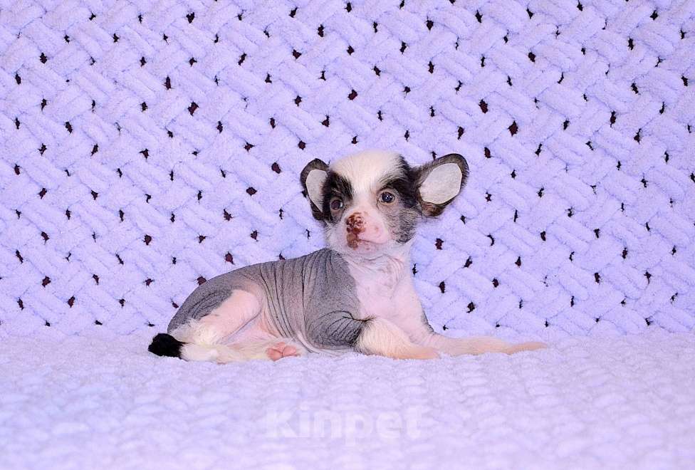 Собаки в Екатеринбурге: Мальчик КХС Мальчик, 40 руб. - фото 4