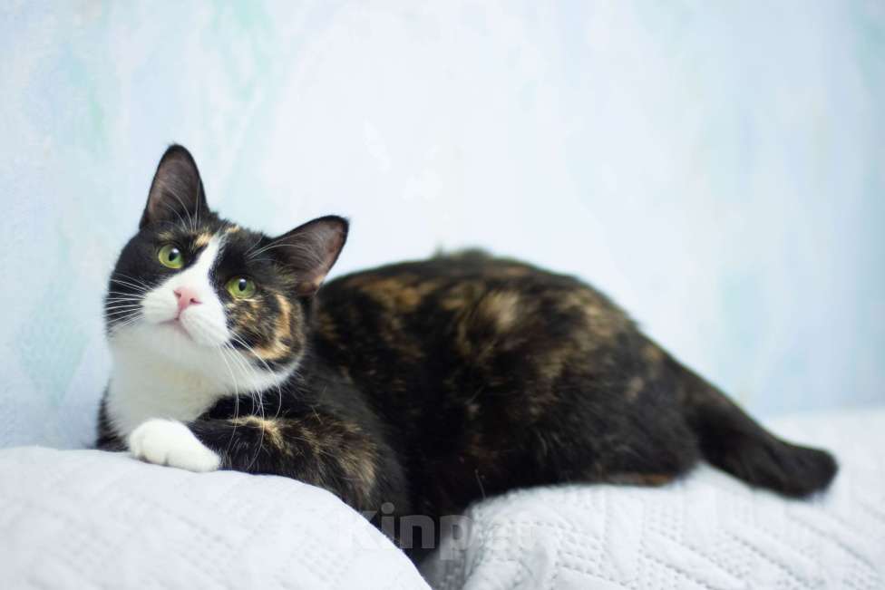 Кошки в других городах Московской области: Кошка Лоя в любящую семью Девочка, Бесплатно - фото 3