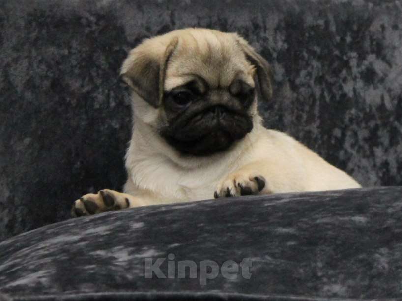 Собаки в Калуге: Мопс Девочка, 50 000 руб. - фото 1