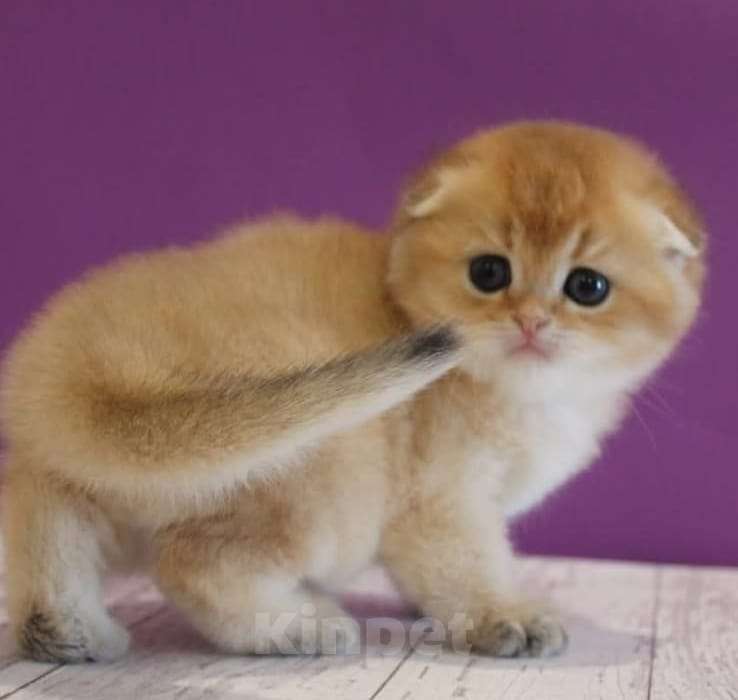 Кошки в Москве: Шотландские котята Мальчик, 35 000 руб. - фото 8