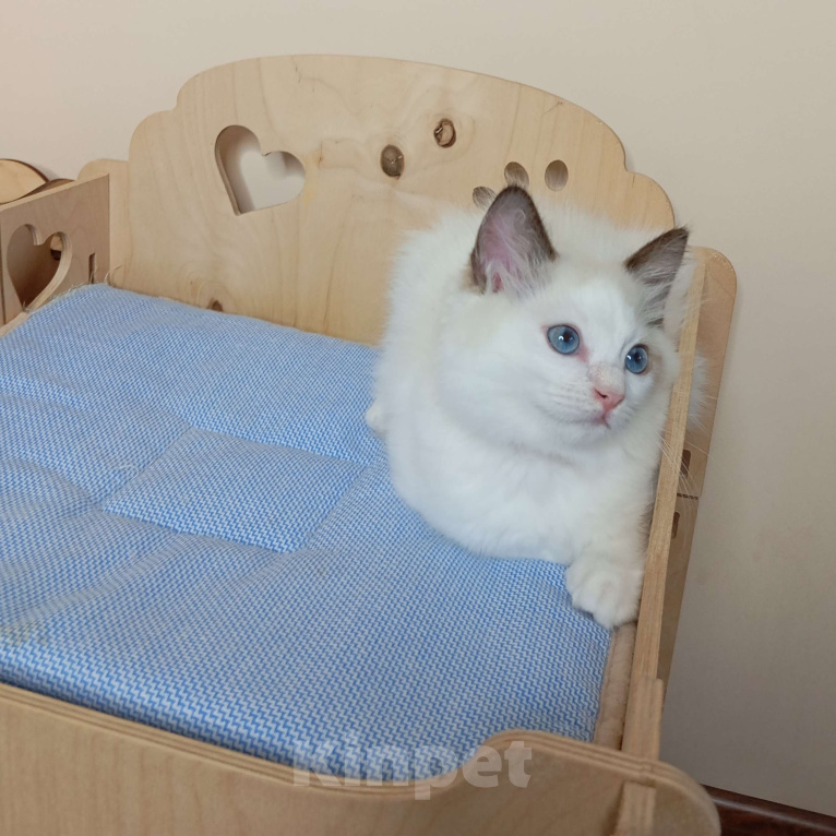 Кошки в Москве: Maximilian SergioMagicHouse Мальчик, 30 000 руб. - фото 3