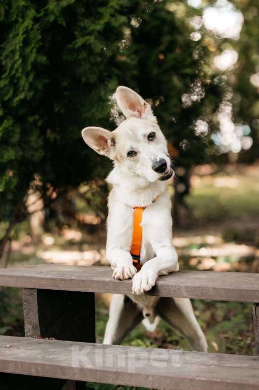 Собаки в Москве: Марко - мальчик, который смог 🧙 Мальчик, Бесплатно - фото 6